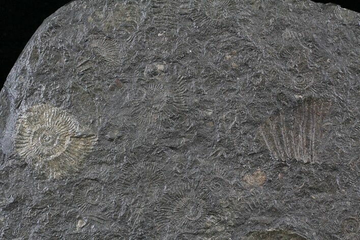 Dactylioceras Ammonite Cluster - Posidonia Shale #23166